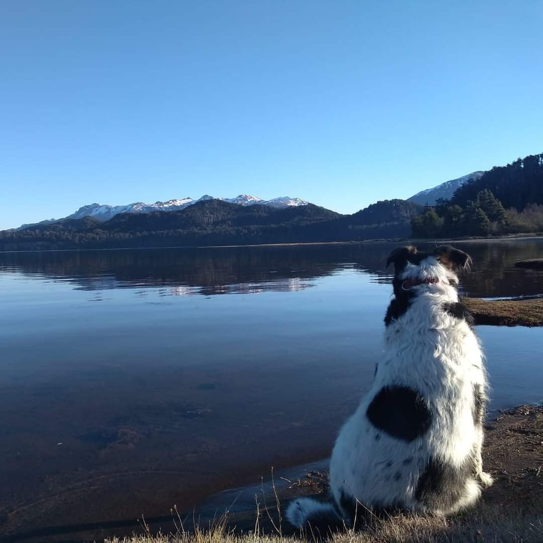 mascota
